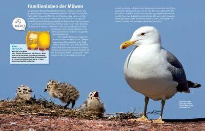 Produktbild Entdecke die Möwen (Deutsch, Thomas Schmidt, 2014)