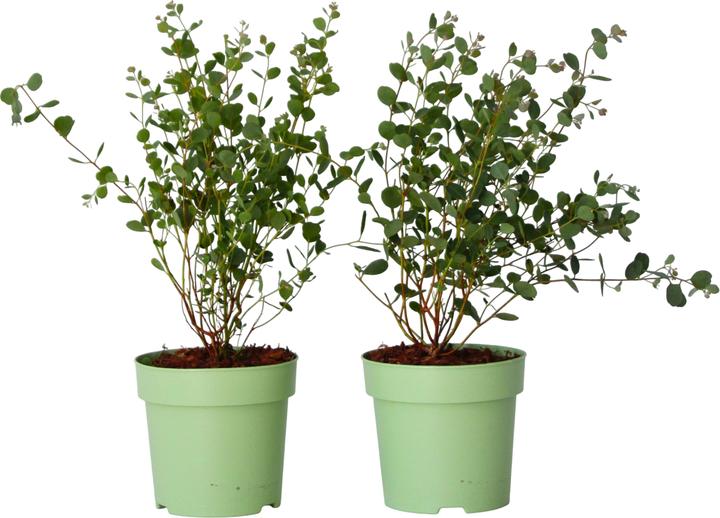 Produktbild Plant in a Box Eucalyptus Botanic Hearts P15 x2 - 2er Set Eukalyptus (35 cm)