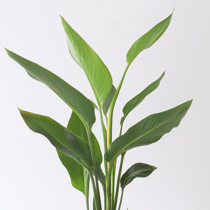 Produktbild Plant in a Box Strelitzia Reginea - 6er Set Paradiesvogelpflanzen (25 cm)