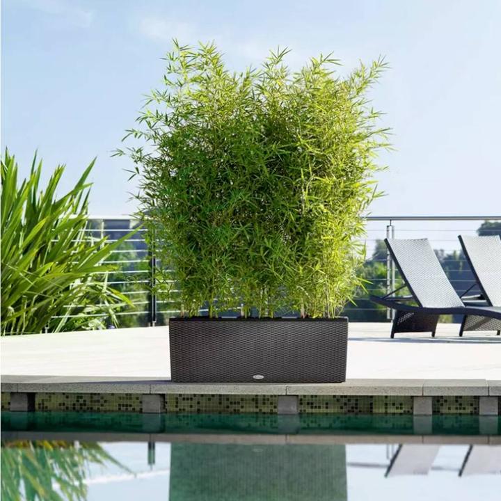 Actual product image Lechuza Trio Cottage (32 cm)
