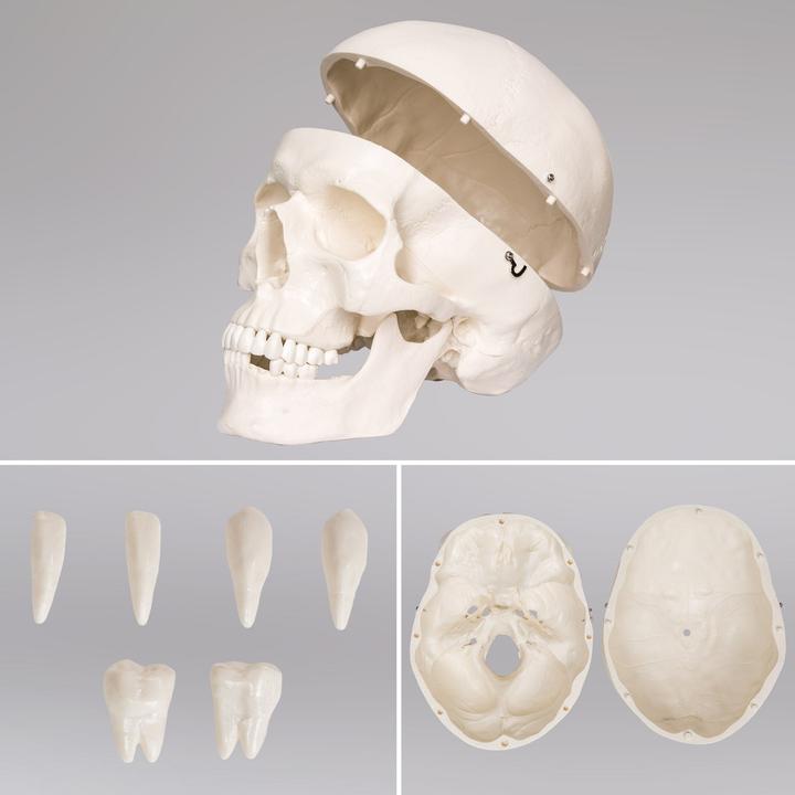 Immagine prodotto tectake Anatomia scheletrica
