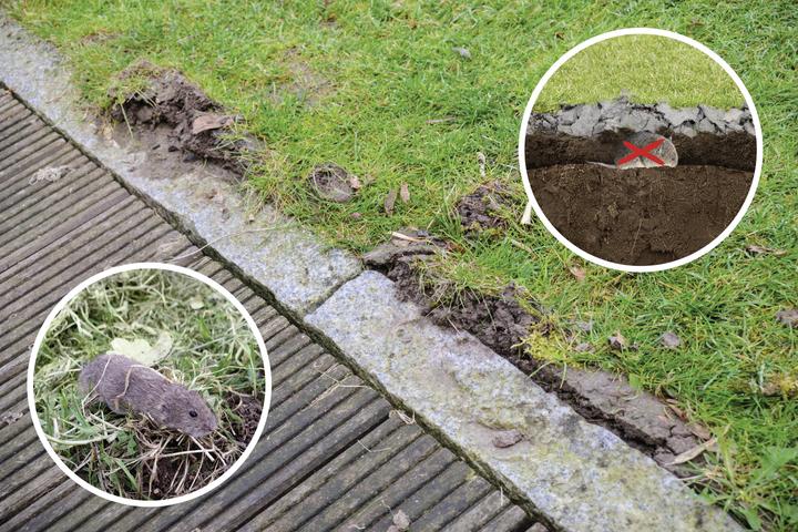 Actual product image Gardigo Vole pincer trap