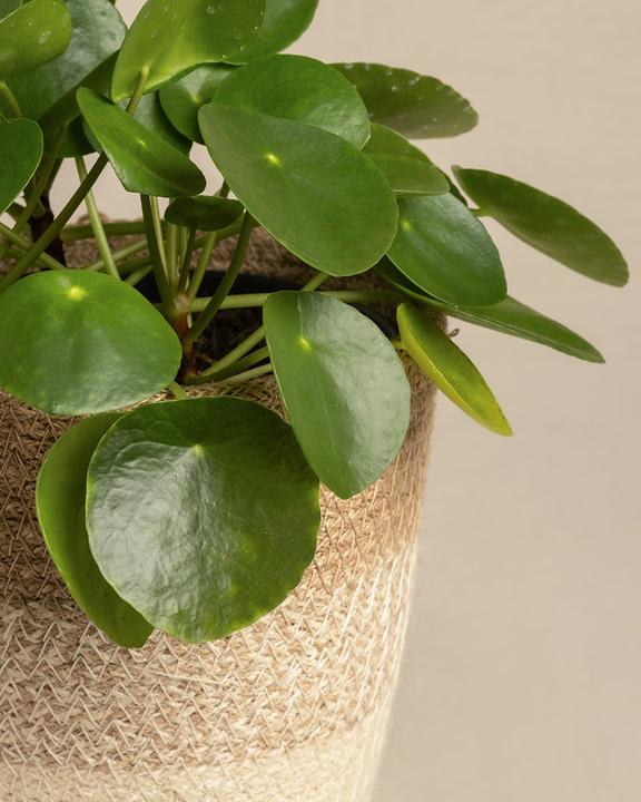 Produktbild feey Ufopflanze (25 cm, Frisch umgetopft, Tierfreundlich)
