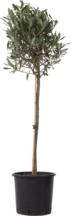 Plant in a Box Olea Europaea - Olivenbaum (100 cm)