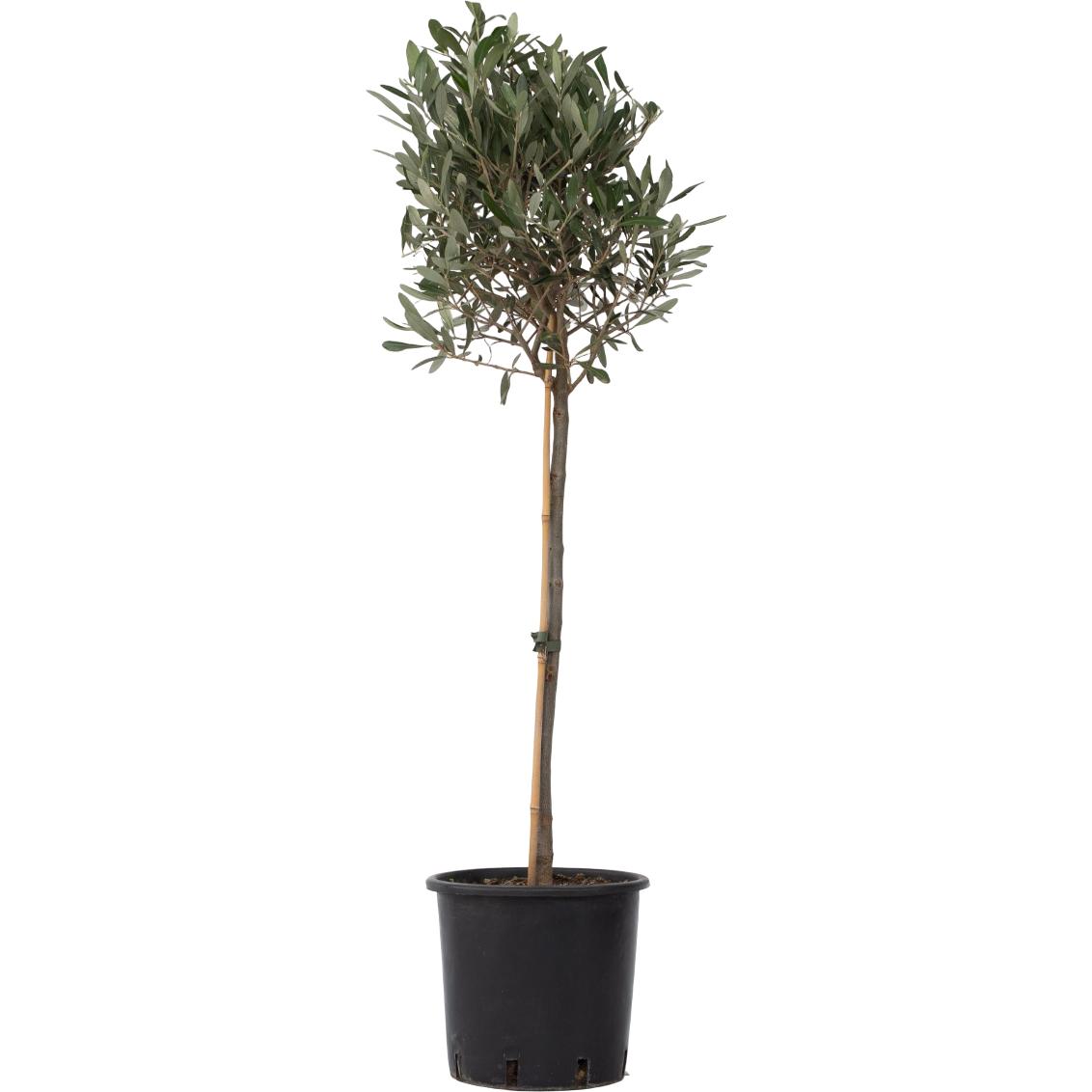 Plant in a Box, Pflanzen, Olea Europaea - Olivenbaum (100 cm)