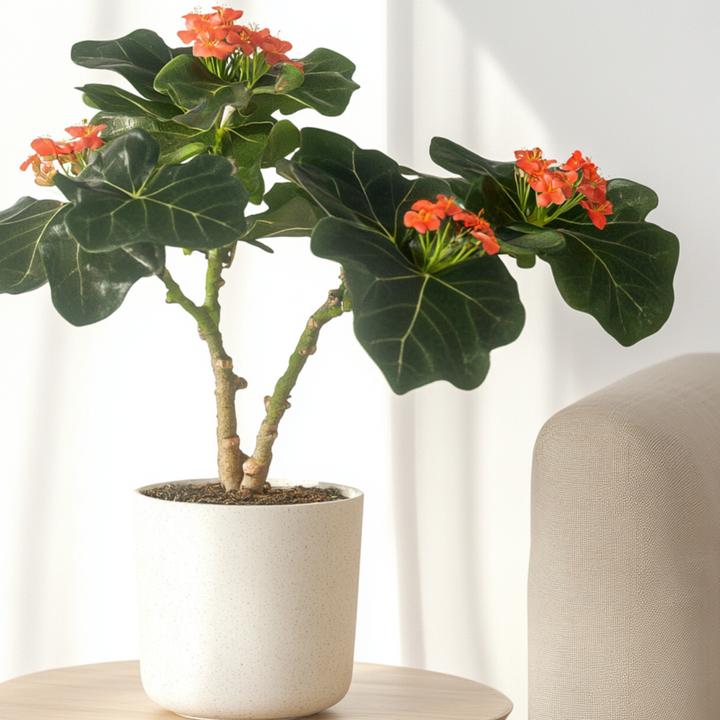 Actual product image Plant in a Box Jatropha Podagrica - Set of 2 Goutweed (25 cm)