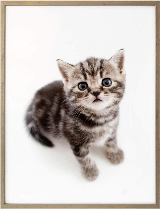 Image du produit Trenddeko chatons en gestation (60 x 80 cm)