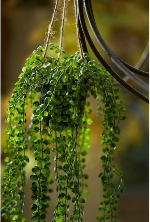 Immagine prodotto Emerald Pianta artificiale (60 cm)