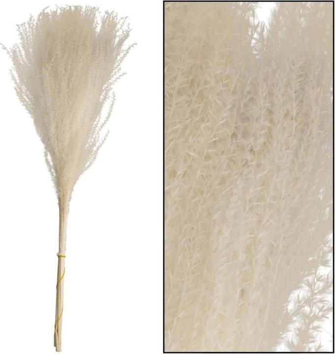 Image du produit Dijk miscanthus (Fleurs séchées, 10x)