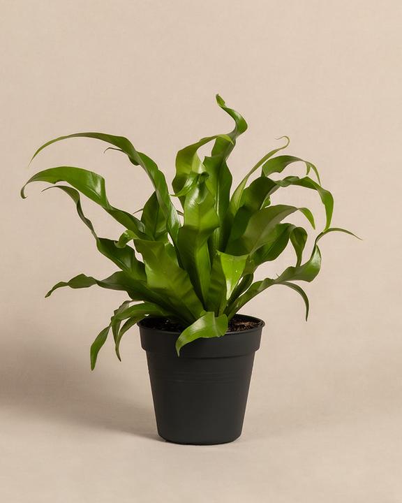 Image du produit feey Petite fougère nid (35 cm, Fraîchement rempotés, Respectueux des animaux)