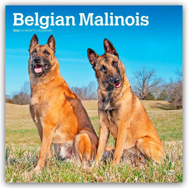 Produktbild Belgian Malinois 2026 - 16-Monatskalender