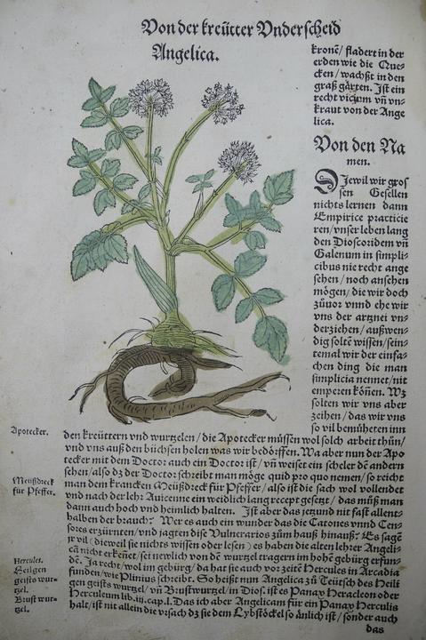 Immagine prodotto Entgiften mit Heilkräutern (Tedesco, Margherita Madejsky, 2024)