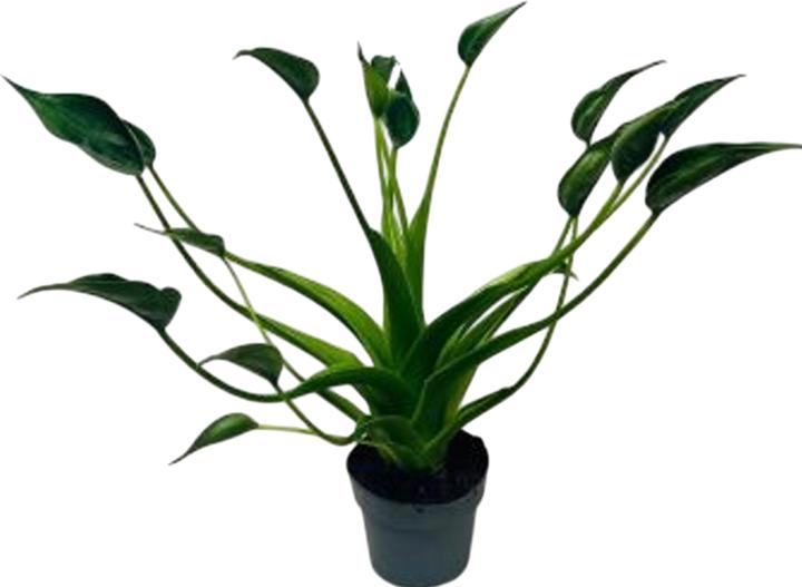 calathea beauty star pflege Calathea main image 1