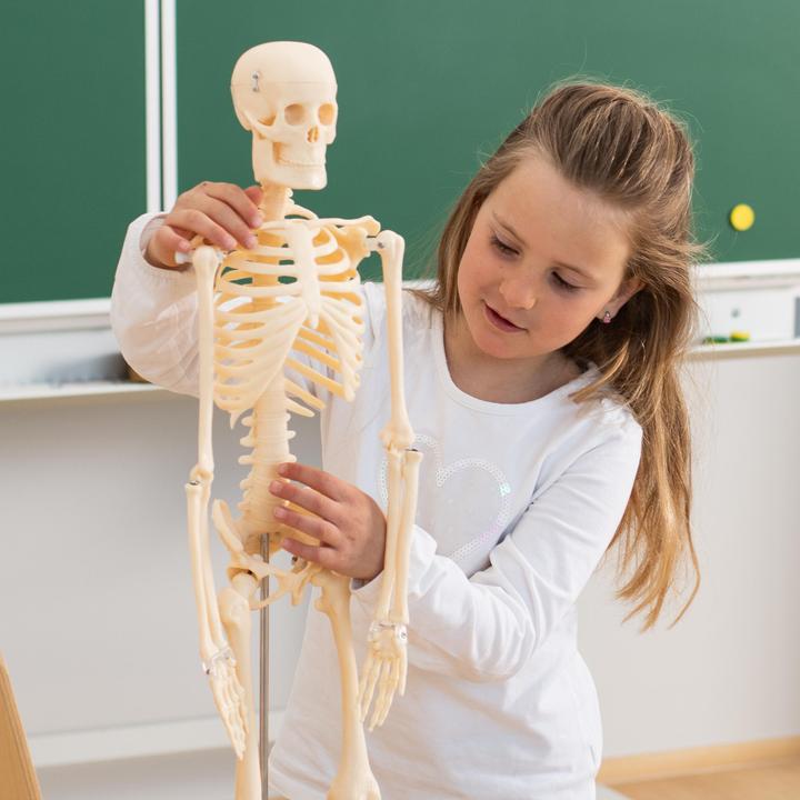 Immagine prodotto Betzold Scheletro