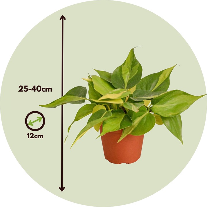 Produktbild Plant in a Box Philodendron Scandens Brasil, Epipremnum Trebi, Epipremnum Aureum - 3er-Set Efeutute (25 cm)