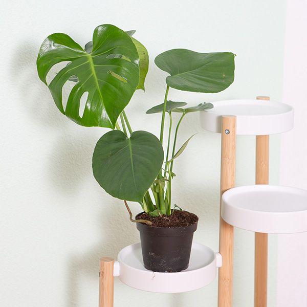 VEG and the City Liberia (Feuille de fenêtre - Monstera deliciosa) (75 cm)