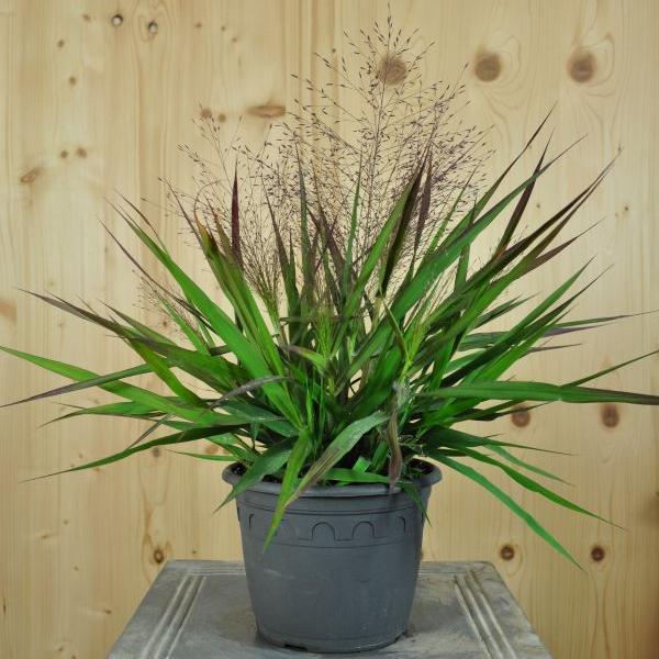 Produktbild Säntispracht 2 er Set, Purpur-Liebesgras - Eragrostis spectabilis Purple Love Grass (50 cm)