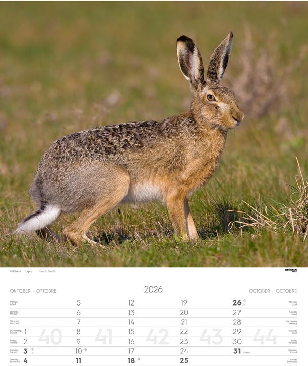 Produktbild Tiere der Alpen - Kalender 2026