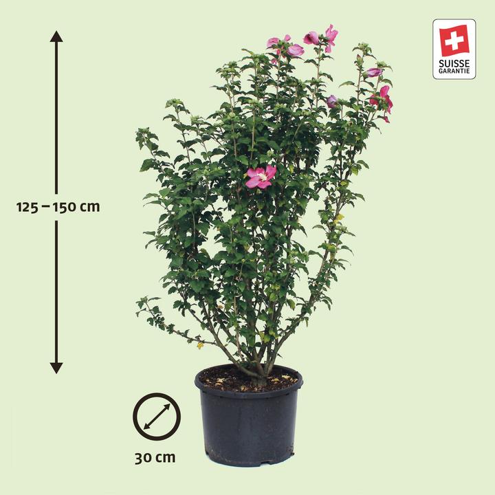 Image du produit Zulauf Eibisch / Hibiscus syr. 'Woodbridge' (150 cm)