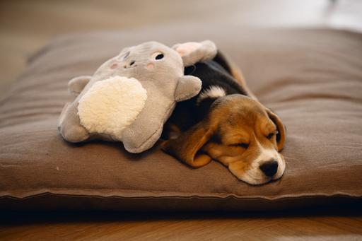 Immagine prodotto Beeztees Giocattoli da coccolare per cuccioli (Giochi per cuccioli)