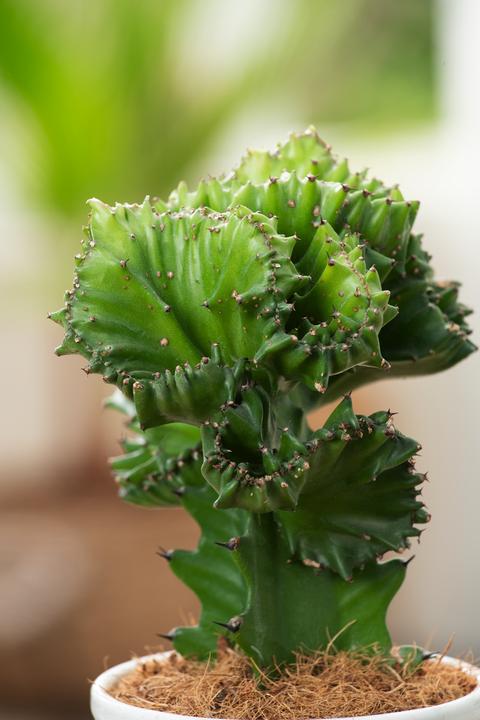 Produktbild Plant in a Box Euphorbia Lactea Cristata, Euphorbia Lactea Frankii - 2er Mischung Sukkulenten (25 cm)