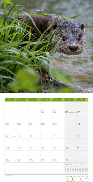 Image du produit Otter Kalender 2026 - 30x30 (30 x 30 cm, Couverture rigide, Allemand, Français, Italien, Anglais)
