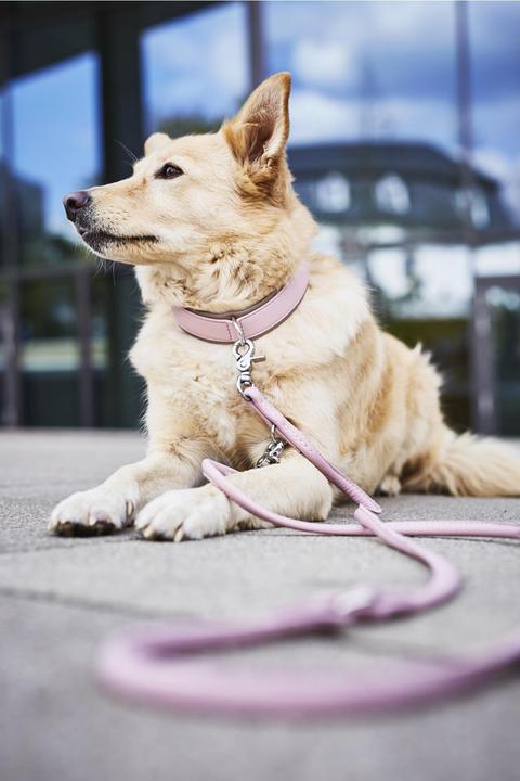 Image du produit Laboni Collier Nappa Amici M (M, Chien, Général)