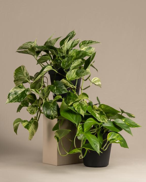 lorbeerbaum zimmerpflanze Laurus Nobilis Lorbeer Stämmchen 100–120 cm Echter Lorbeerbaum Kübelpf –  Blumen-Senf® main image 0