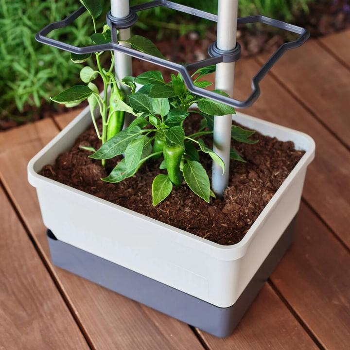 Actual product image Gusta Garden Charly Chilli XL