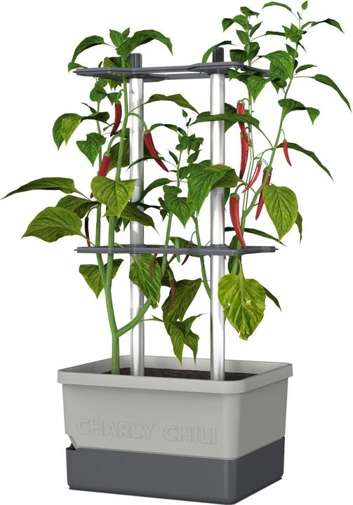 Gusta Garden Charly Chili (35 cm)