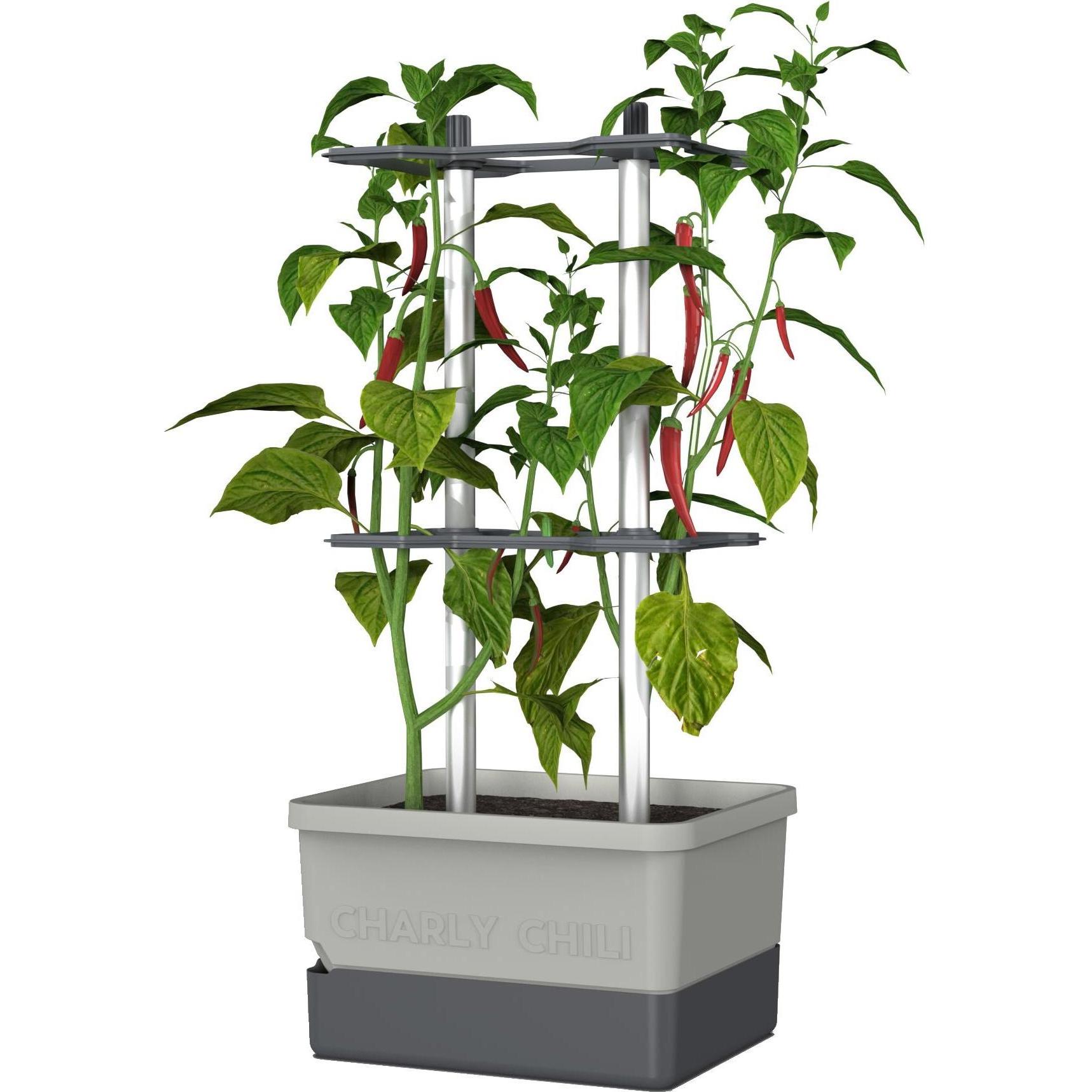 Gusta Garden, Blumentopf, Charly Chili (35 cm)