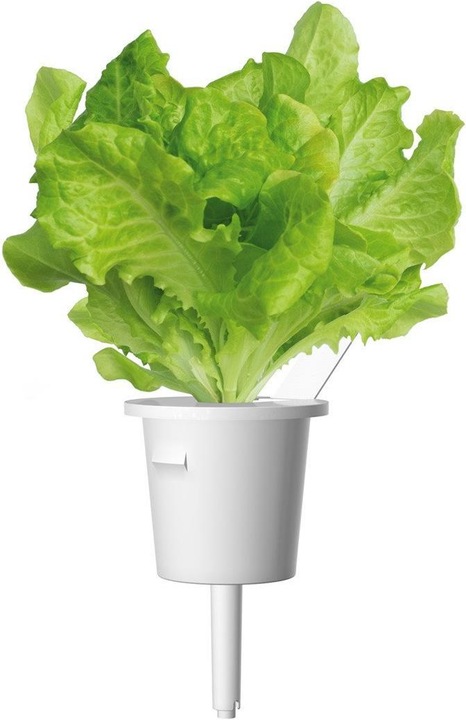 Immagine prodotto Click and Grow Insalata verde (Semi di verdura)