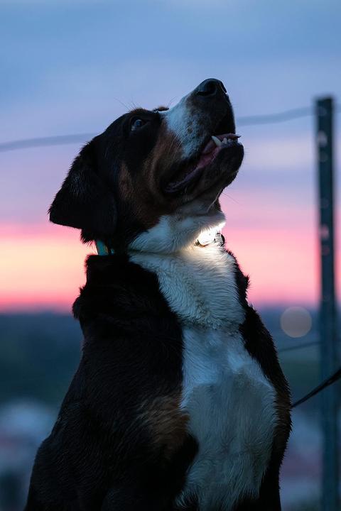 Actual product image Max & Molly Matrix Ultra LED (Dog)
