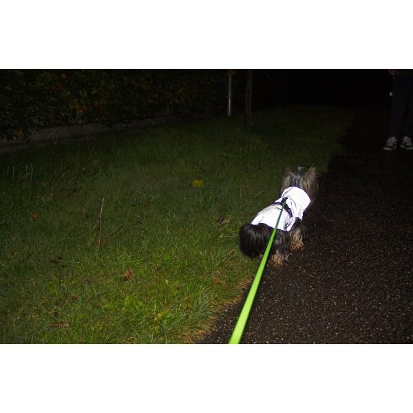 Companion reflective jacket for dog - XL/45 cm (45, XL, Hundemantel), Hundebekleidung