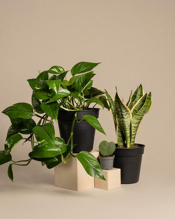 Immagine prodotto feey Starter-Set (30 cm, Appena rinvasata)