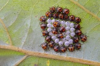 Immagine prodotto Venus Optic Lunghezza focale fissa Laowa 85 mm f/5.6 2X APO - Nikon Z (Nikon Z, Full frame)