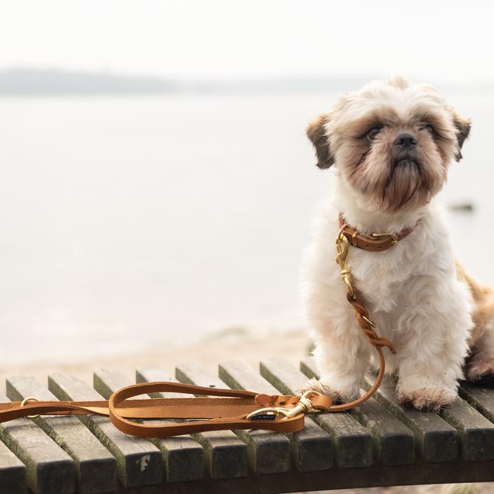 Immagine prodotto WalkFit - Tracking Leash - Cognac - S (S, Cane, Passeggiare)