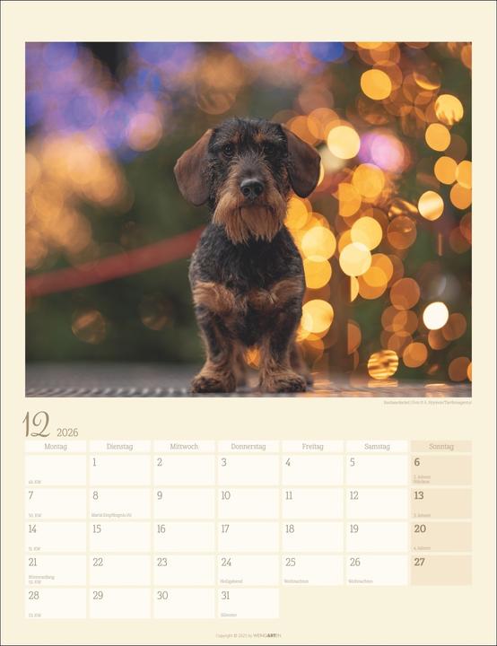 Produktbild Dackel Kalender 2026 (30 x 39 cm, Harter Einband, Deutsch)