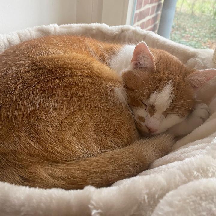 Produktbild Nobby Zada (145 cm, Cream)