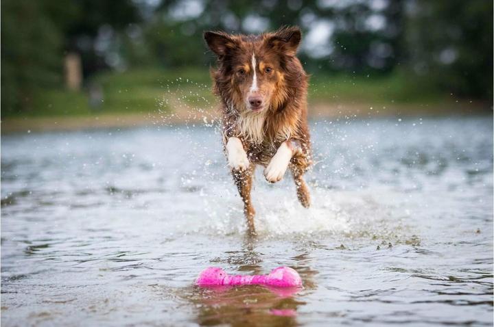 Produktbild Wolters Hunde-Spielzeug Aqua-Fun Gym, 23 cm (Apportieren)
