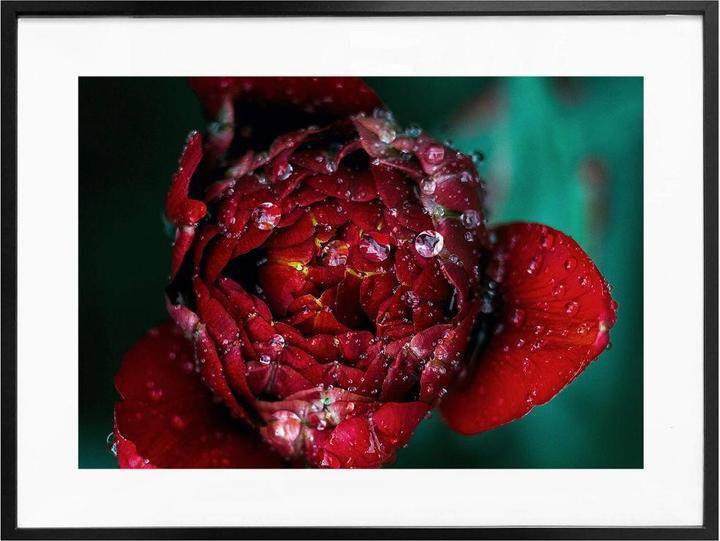 Actual product image Trenddeko Peony after the rain (40 x 30 cm)