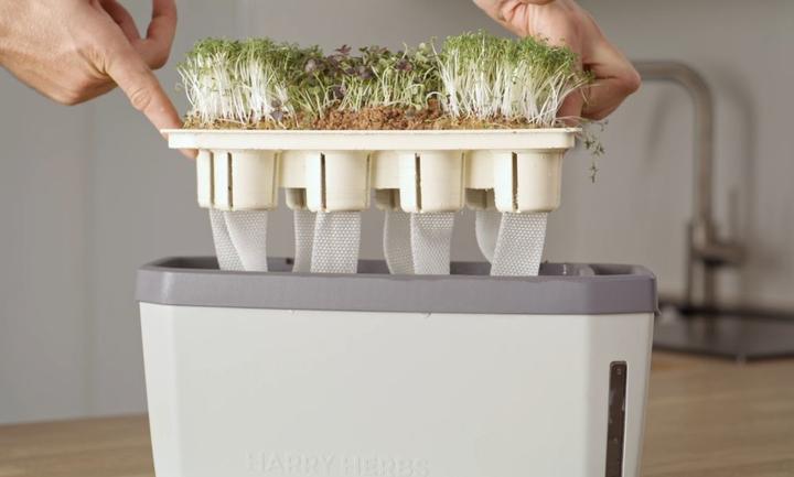 Produktbild Gusta Garden Harry Herbs (Bewässerungskugeln)