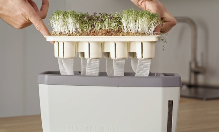 Actual product image Gusta Garden Harry Herbs (Irrigation balls)