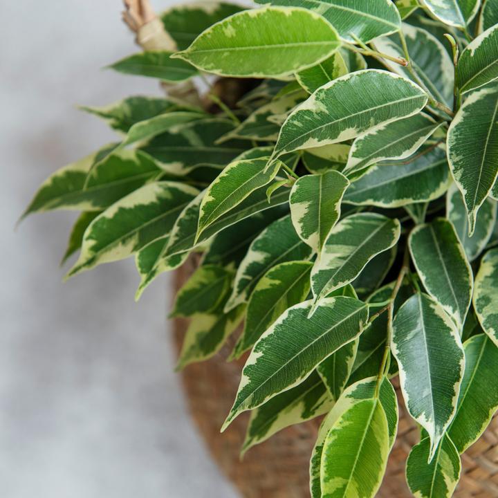 Produktbild Plant in a Box Ficus Benjamina Twilight - Geigenpflanze (100 cm)