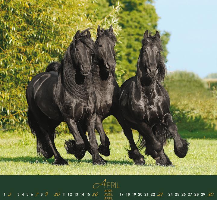 Image du produit Friesen 2026