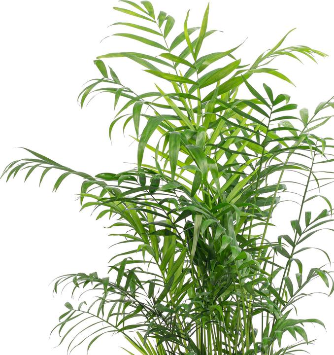 Immagine prodotto Flowerbox Palma di montagna - Chamaedorea elegans (70 cm)