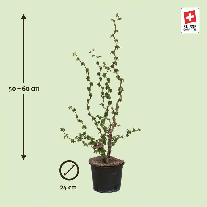 Image du produit Zulauf Haselnussstrauch / Corylus avellana (100 cm)