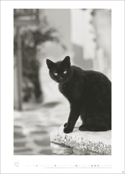 Produktbild Cats Edition Kalender 2026 (49 x 68 cm)