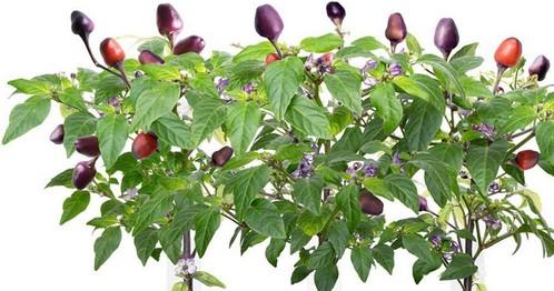 Image du produit Click and Grow Chili violet (Graines de légumes)