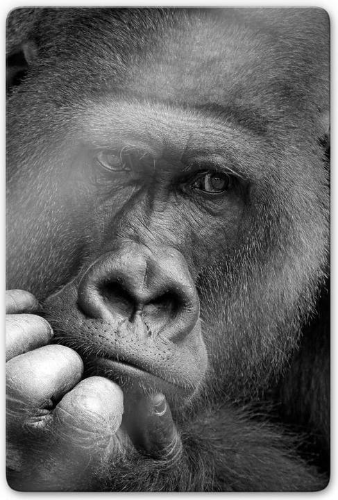 Actual product image Trenddeko Brown - The Gorilla (40 x 60 cm)